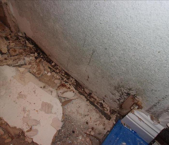 Mold on drywall